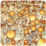 Псилоцибиновые (галлюциногенные)  грибы Psilocybin "Golden Teacher" в Ачхой-Мартане