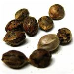 Семена марихуаны АК-47  (Seeds AK-47) в Ачхой-Мартане